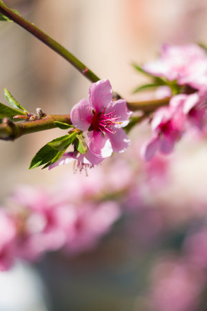 spring peach nectarine flower blossom on branchの写真素材