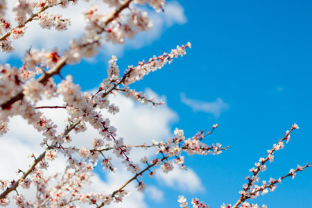 Natural Spring Apricot Tree Flowering on Sunny Dayの写真素材