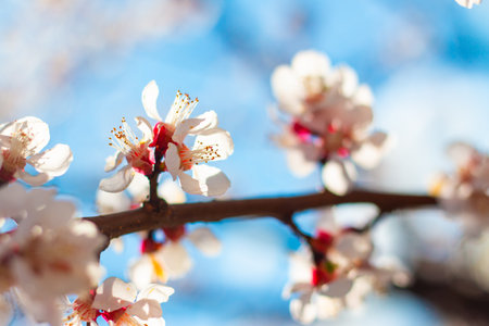 White Apricot Blossoms on Sunny Sky Backgroundの写真素材