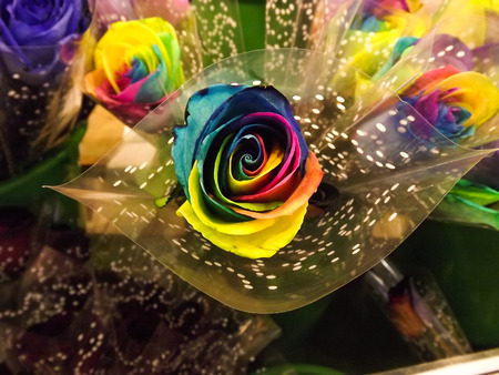 closeup of an artificially rainbow colored roseの写真素材