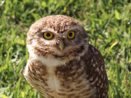 small brown and white owl in a green fieldの写真素材