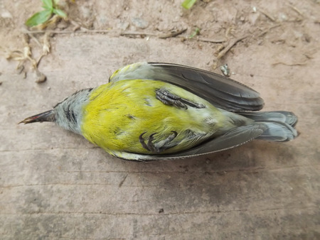 small yellow dead bird on the groundの写真素材