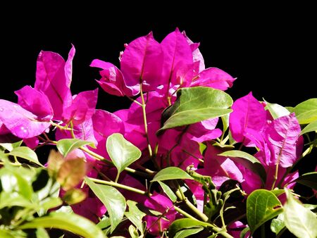 Floral contrast of pink and blackの写真素材