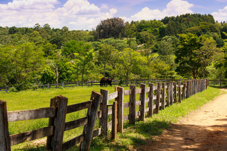 Black horse in the farm