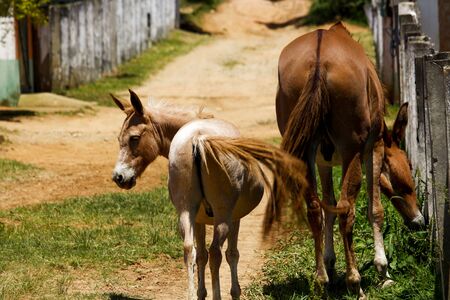 Foal and horse in the farmの写真素材