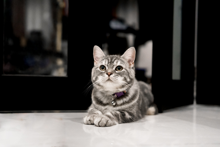 Little American shorthair cat in the houseの写真素材