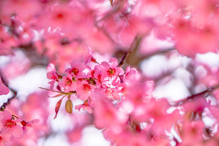 Wild Himalayan Cherry Cherry Blossom Thailand in Chiang Mai
