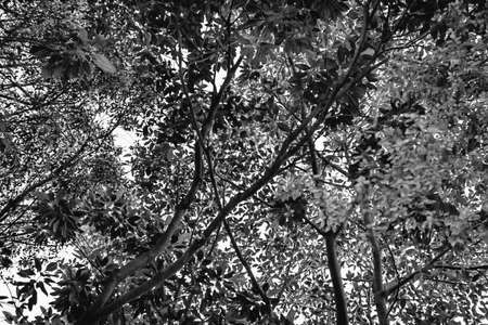 Black and white with tree trunkの写真素材