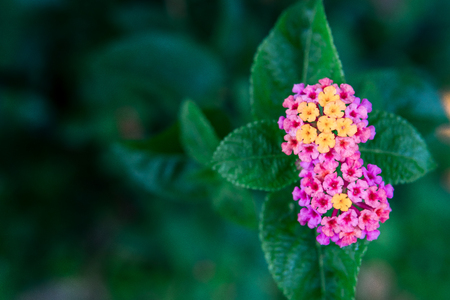 Blossom Hedge flower or Lantana flower and herbs.の写真素材