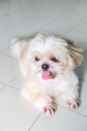 I have a lovely dog. He has Brown fur and four small pawsの写真素材