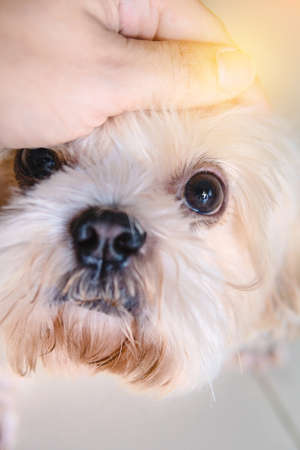 Cute pet dogs taken in the house.の写真素材