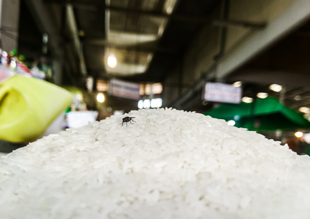 Fly on the grain At the market.の写真素材
