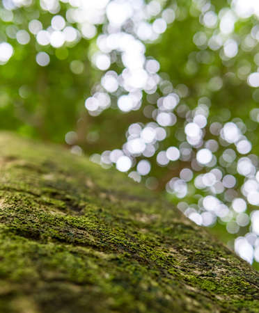 Natural green forest  ( broke Circle ) With green leaves.の写真素材