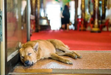 dog is blocking the doorway.The look, feel cute and poor.の写真素材