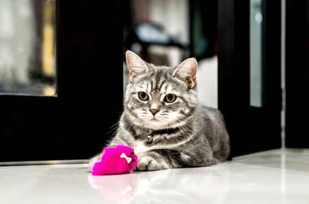 Cute little cat American Shorthair breed with red ratsの写真素材