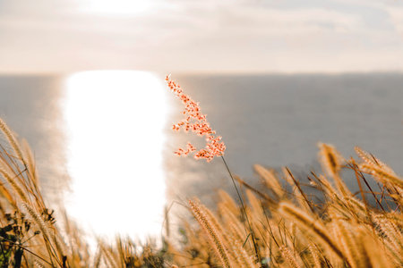 Grass alone at the seaside. With the light of the sun that shines into the sea.の写真素材