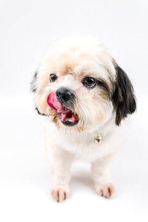 Shih-tzu dog while the little cute tongue. On a white backgroundの写真素材