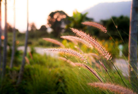 Grass flowers wayside with natural scenery and lighting before sundown. The feeling of watching and comfortable, warm heart.の写真素材