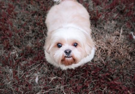 Dog breed Shih-Tzu Brown fur That is in the garden of grass.And there is a cute chubby shape and  sat staring at us.の写真素材