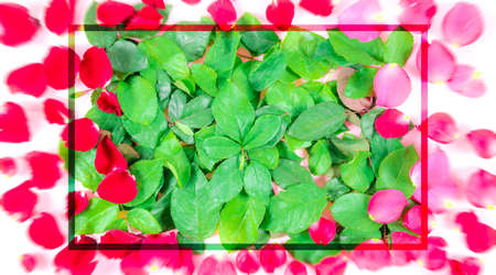 Valentine's Day card to give to a beautiful, sweet and colorful. And to give it to each other on the day of love And use it as a background.の写真素材