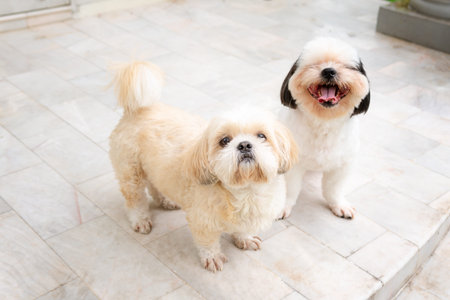 Dog breed Shih-Tzu White and Brown  fur And she sat watching  and looks cute.And a dog duo and is...