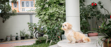 small dog breeds shih tzu brown fur. And looking for with nostalgia and is waiting for the boss to...