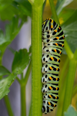 a caterpillar or a swallowtail on a fennel stalkの写真素材