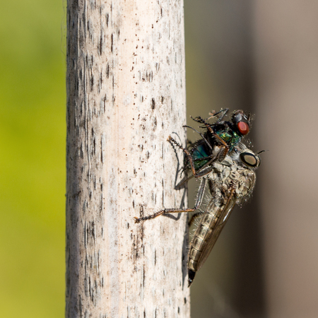 closeup of an insect catched by an other insectの写真素材