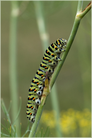 Caterpillar or a swallowtailの写真素材
