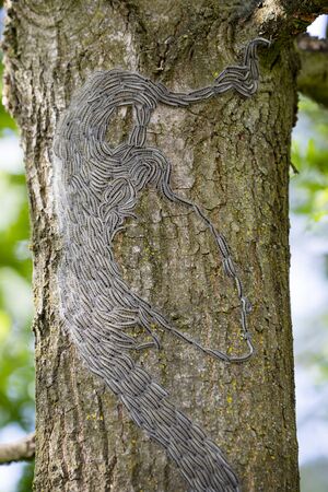 the caterpillars of the oak processionary on the strunk of an oakの写真素材