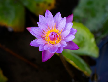 a close up of a beautiful waterlily