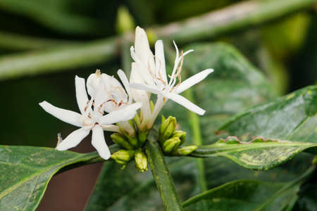 coffee tree bean blossomの写真素材