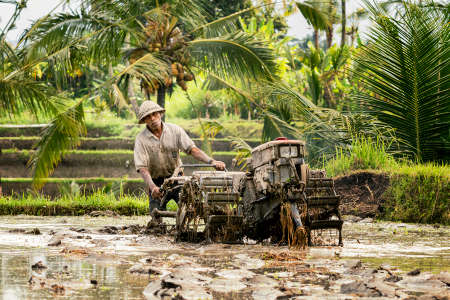 a farmer is working in the rice field in Baliのeditorial素材