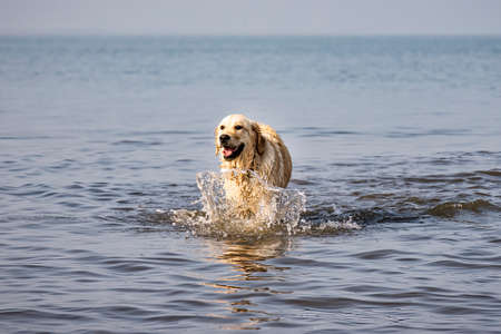 a golden retriever is running in the water at the beachの写真素材