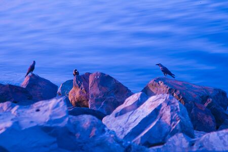 Early morning delight for some birdsの写真素材