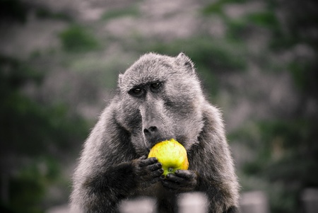 baboon stole tourist appleの写真素材