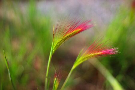 A colorful grass flower pink flower in a sunny dayの写真素材