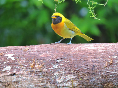 Beautiful bird sitting on a branch in the rainforest, in Veranopolis, RS, Brazil, August 10, 2019.の写真素材