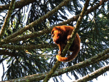 Red-bellied howler monkey on the Araucaria pine branches. Fagundes Varela, RS, Brazil, October 21, 2020の写真素材