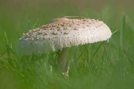Parasol mushroom , Hollandの写真素材