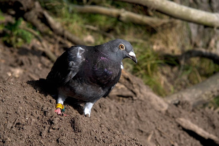 homing pigeon The Netherlands, 