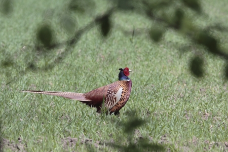 Pheasant in the meadow