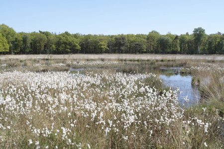 Eriophorum angustifoliumの写真素材