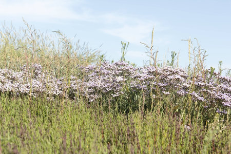 Flowering Lamsoor on Griend, Netherlandsの写真素材