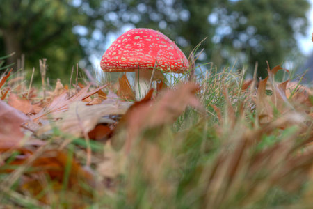 Red sulfur head on the Veluwe, Netherlands