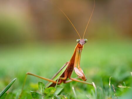 closeup of praying mantis in grassの写真素材