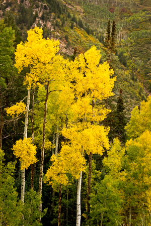Tall Aspen trees as the leaves are changing in Coloradoの写真素材