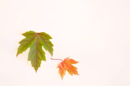 A green and orange maple leaf on a white backgroundの写真素材