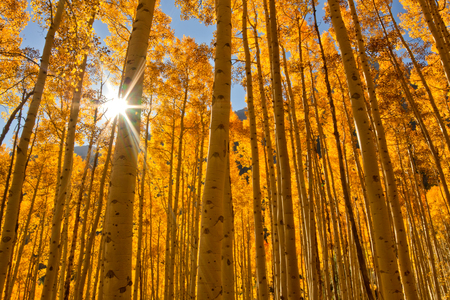 The sun shines through a grove of Aspen Trees during the Fall season in the mountains of Coloradoの写真素材