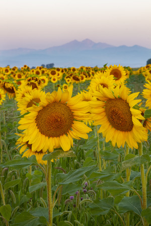 Sunflower Field with the Mountains and the Colorado front range in the backgroundの写真素材